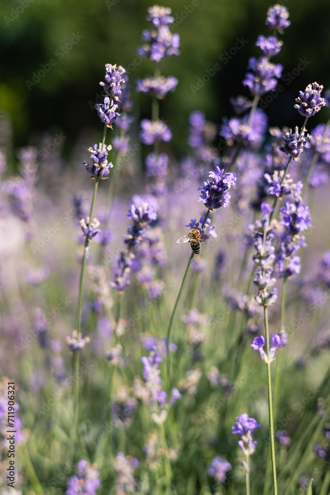 Fototapeta premium Lavender flowers in the field