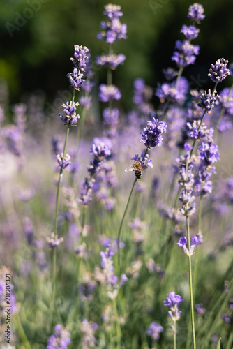 Lavender flowers in the field © Olena