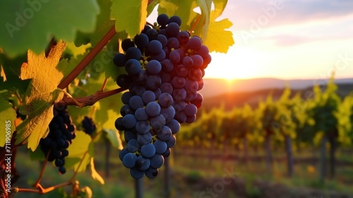 delicious grapes in a vineyard hanging from their branch with a sunset in the background in good condition