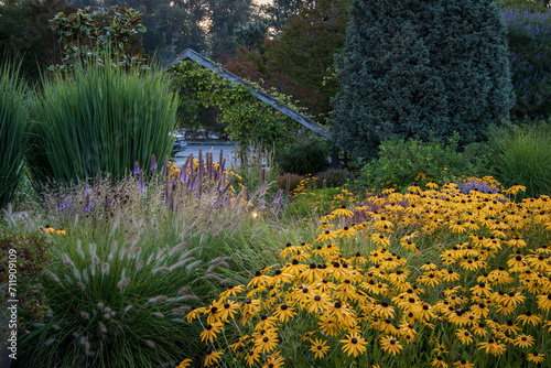Fototapeta Naklejka Na Ścianę i Meble -  Black-eyed Susans and ornamental grasses at the Center for Urban Horticulture at the University of Washington