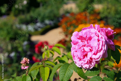 Rosarium at Sanssouci Park, Potsdam