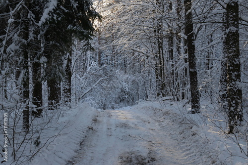 Wallpaper Mural Path in winter forest Torontodigital.ca