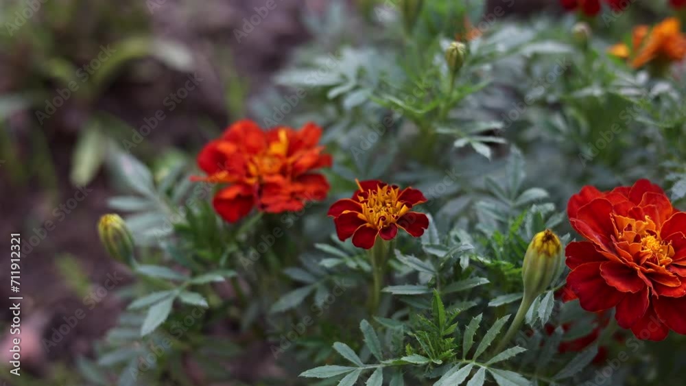 Beautiful Marigold Flowers Orange In The Garden. Close Up. Movements Filmed With A Slider. Beautiful Marigold Flowers Orange In The Garden. Close Up. Movements Filmed With A Slider.