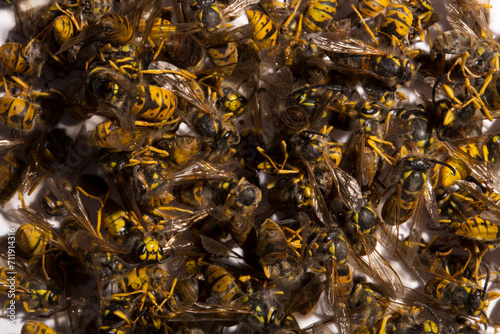 Vespula germanica  the European wasp  German wasp  or German yellowjacket. A bunch of dead insects.