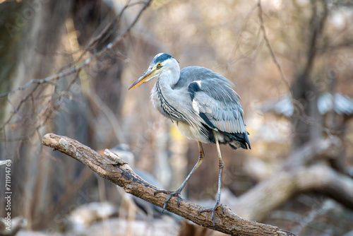The grey heron in natural habitat sitting on a branch with winter leafless trees background
