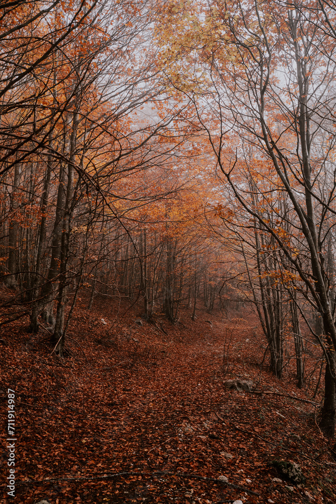 Fototapeta premium autumn in the woods