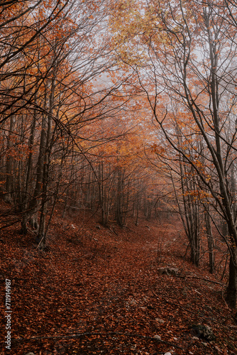 autumn in the woods