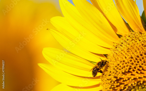 Honey bee collecting pollen at yellow flower. close up © anetlanda