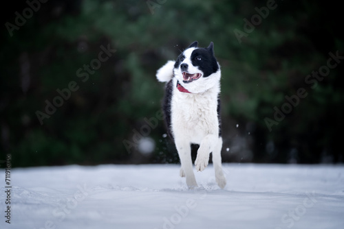 Pies rasy Łajka rosyjsko-syberyjska biegnie po śniegu