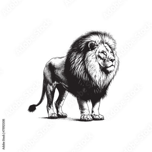 Fototapeta Naklejka Na Ścianę i Meble -  Hand Drawn Lion Black & White Illustration