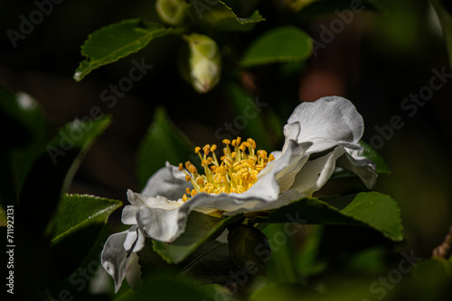 Camellia photo