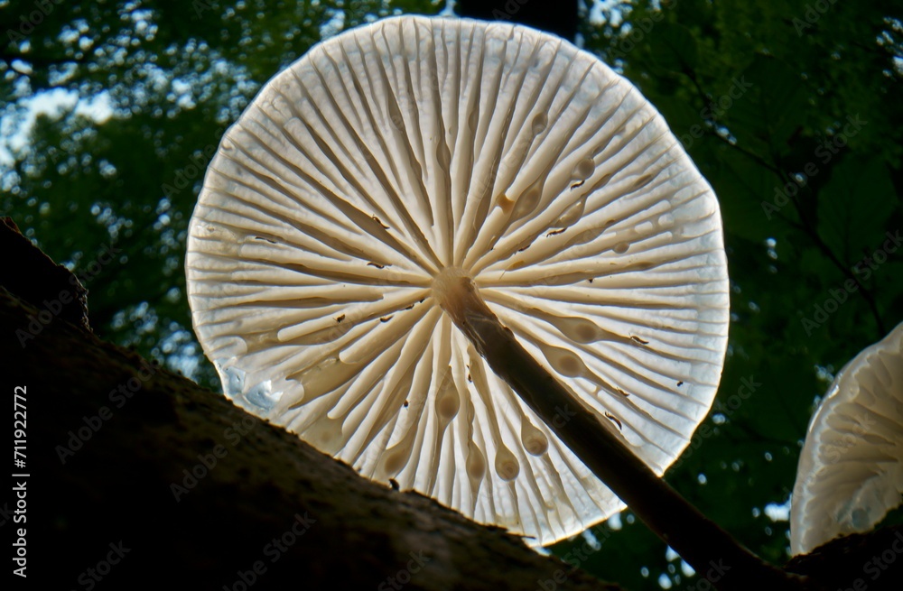 Porcelain fungus (Mucidula mucida), fruiting body on standing deadwood beech (Fagus sylvatica), Hesse, Germany, Europe Porcelain fungus (Mucidula mucida), fruiting body on standing deadwood beech (Fagus sylvatica), Hesse, Germany, Europe