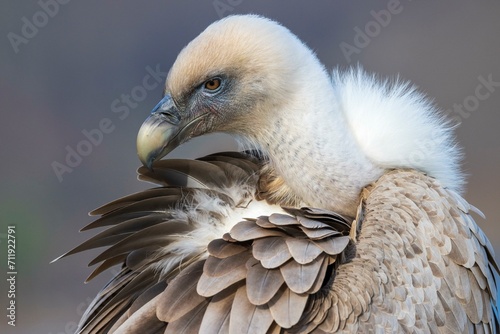 Griffon vulture (Gyps fulvus), portrait, Waldeck, Hesse, Germany, Europe photo