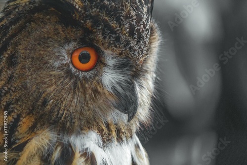 Close-up of an owl's face with emphasised orange eye, Wuppertal, North Rhine-Westphalia, Germany, Europe photo