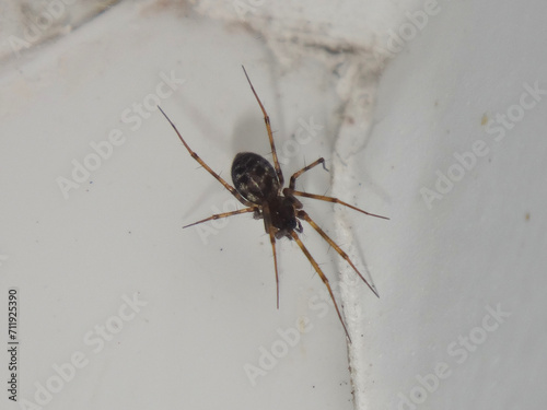 Household fine sheet weaver spider (Lepthyphantes leprosus), female in a corner of a windowsill