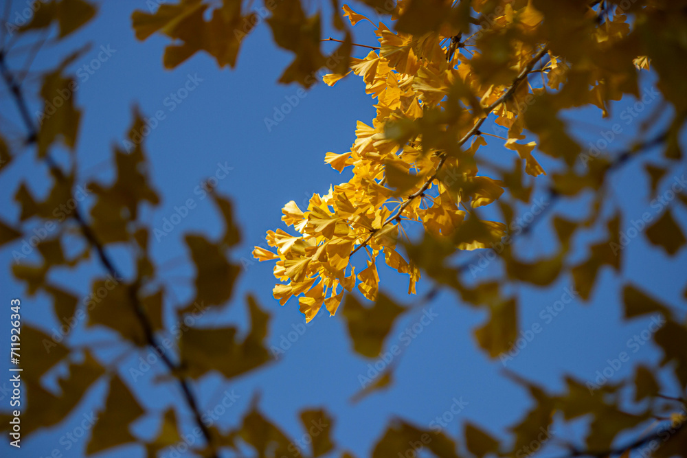 Gingko Gingko