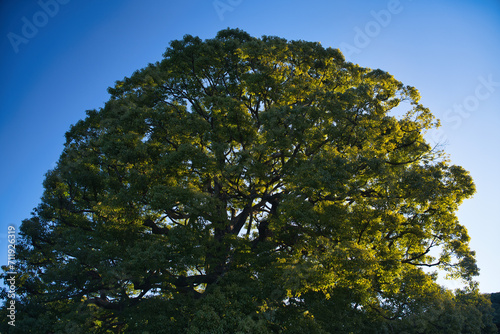 Tokyo, Japan - January 16, 2024: A big camphor tree or Kusunoki in Tokyo, Japan photo