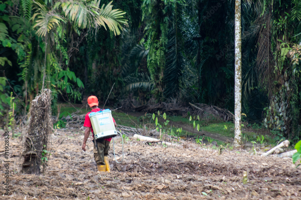 A farmer is spraying plants in the garden A farmer is spraying plants in the garden