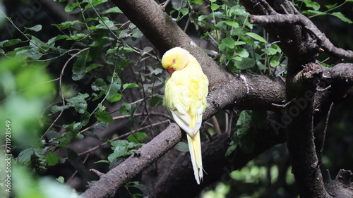 Cotorra de kramer amarillo, sobre una rama en el bosque photo