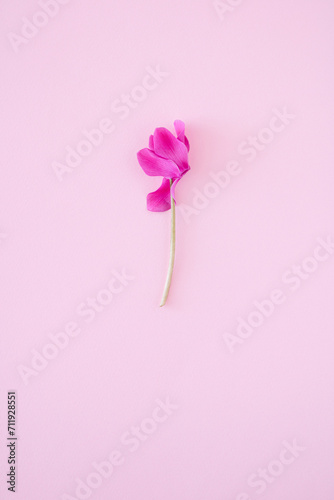 Cyclamen flower bloom on pastel pink background. Minimal natural aesthetic concept. Monohromatic colors. Copy space.