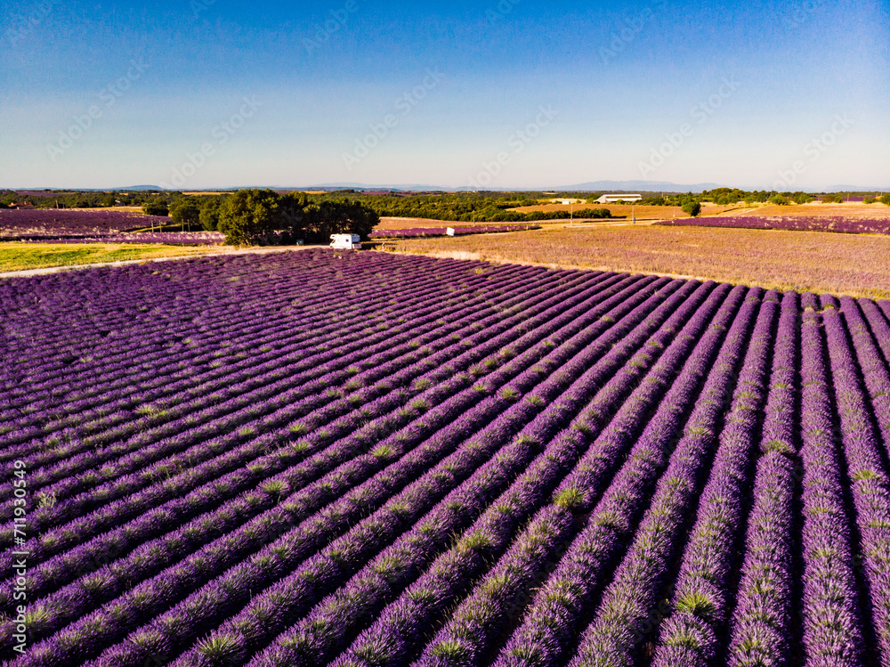 Obraz premium Aerial view. Field with rows of blooming lavender. Provence in France.