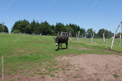 Esel auf Wiese im Wildpark photo
