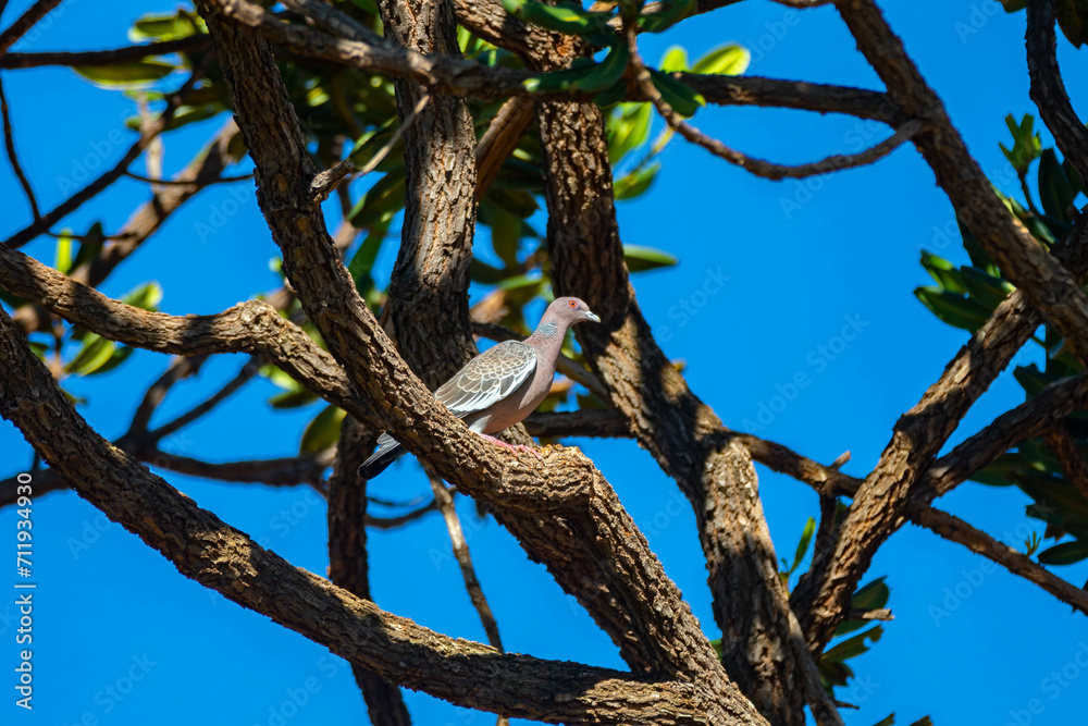 Picazuro wild dove, the largest wild dove in Latin America Picazuro wild dove, the largest wild dove in Latin America