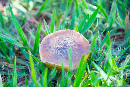 Wild mushrooms, scientific identification not located, which only grow under the genipap tree (Genipa americana). It's probably a poisonous mushroom. photo