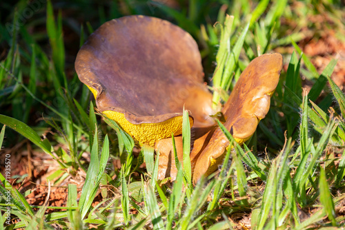 Wild mushrooms, scientific identification not located, which only grow under the genipap tree (Genipa americana). It's probably a poisonous mushroom. photo