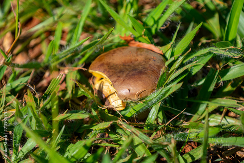 Wild mushrooms, scientific identification not located, which only grow under the genipap tree (Genipa americana). It's probably a poisonous mushroom. photo