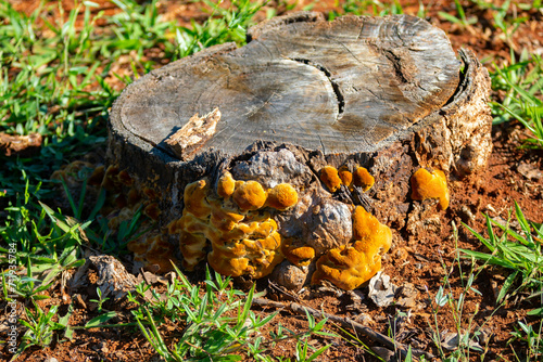 Wild mushrooms, scientific identification not located, which only grow under the genipap tree (Genipa americana). It's probably a poisonous mushroom. photo