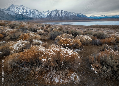 Frozen flowers in desert by mountains. High Sierra mountains by Crowley lake. California. USA photo