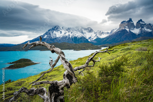 Cuernos del Paine and Lago Pehoé under cloudy sky and  green hill with a bare tree photo