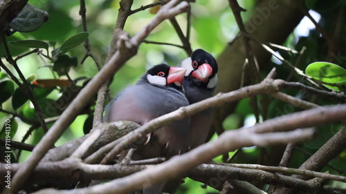 Pareja de Calafates enamorados