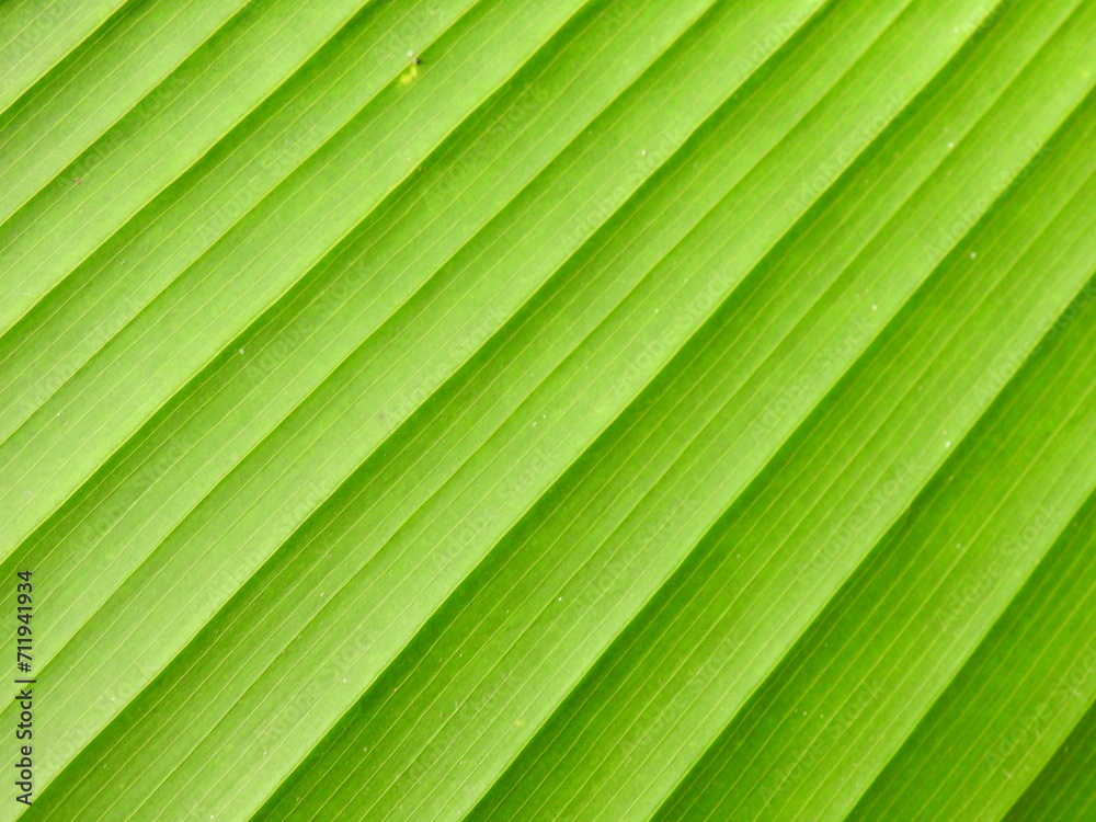 green leaf texture green leaf texture