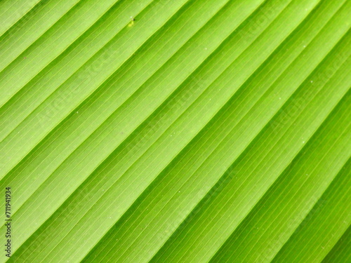 green leaf texture