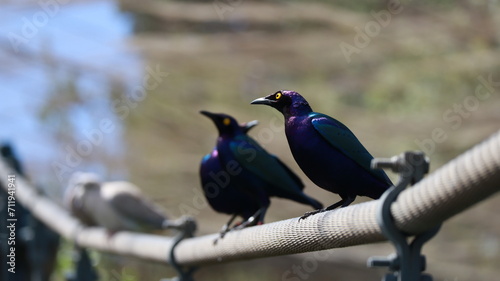 Mirlos purpureos aves de colores 