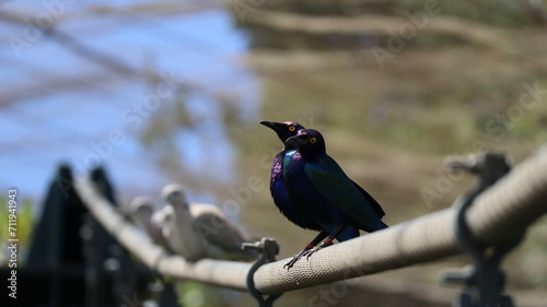 Dos Mirlos purpureos aves de colores 