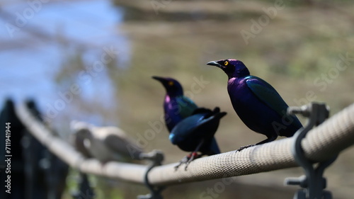 Mirlos purpureos aves de colores 