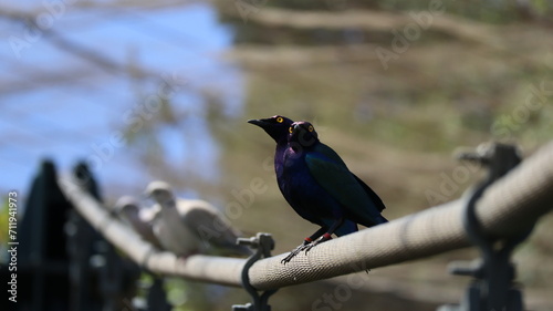 Dos Mirlos purpureos aves de colores 