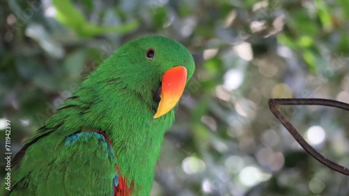Mirada de Loro verde
