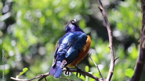 Estornino soberbio mirando un arbol