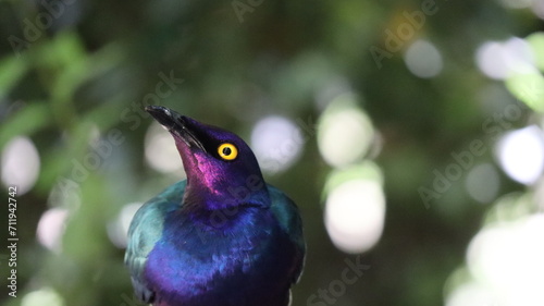 Mirlo purpureo ave colores 