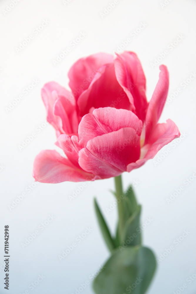 Blossom of pastel  pink white Tulips 