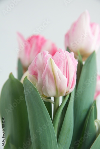 Blossom of pastel  pink white Tulips "Foxtrot" variety