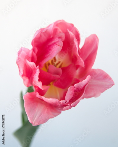 Fototapeta Naklejka Na Ścianę i Meble -  Blossom of pastel  pink white Tulips 