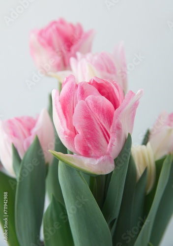 Blossom of pastel  pink white Tulips  Foxtrot  variety