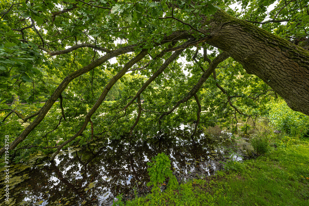 Fototapeta premium Tree with Branches Hanging in the Water