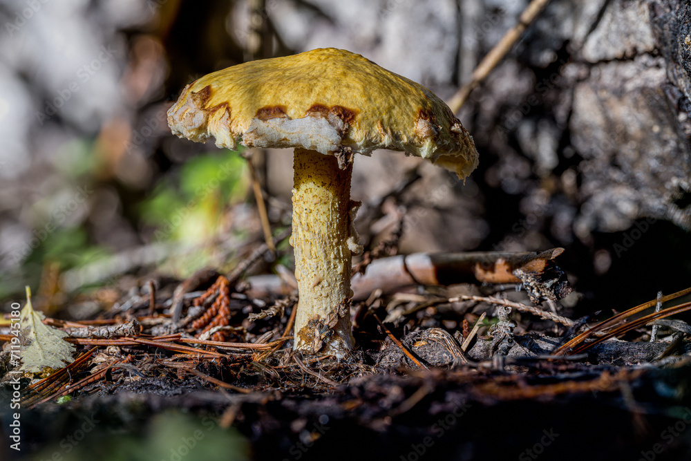 Fototapeta premium Suillus Mushroom in a Forest in Idaho