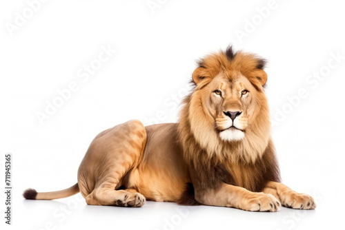King of the Wild: Majestic, Powerful, and Fierce - Portrayal of an Isolated Male African Lion with a White Mane, a Predator Looking Over His Kingdom, Against a Studio Cut-out Background © SHOTPRIME STUDIO